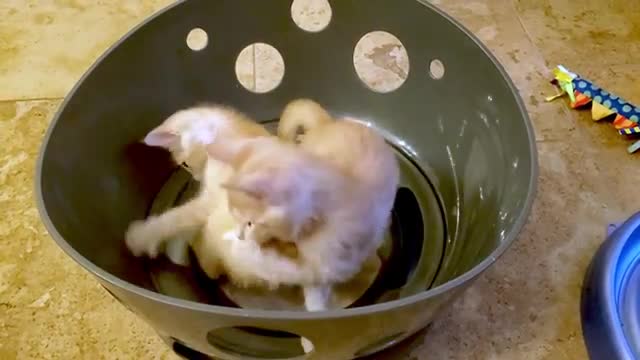 Playful_kittens_are_thrilled_with_their_new_toy(360p).mp4