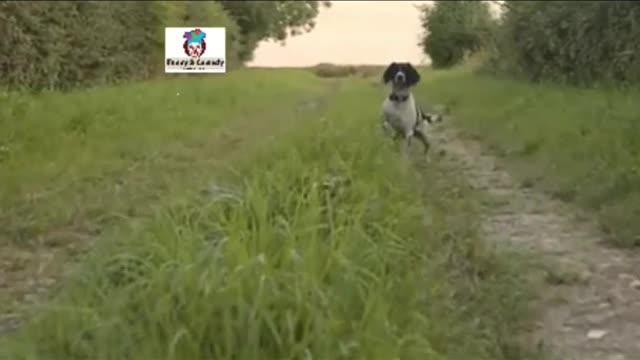 local dog puppy training - Funny Dog Videos #shorts #funnypetvideos #baby #pets #dogsjump #funny