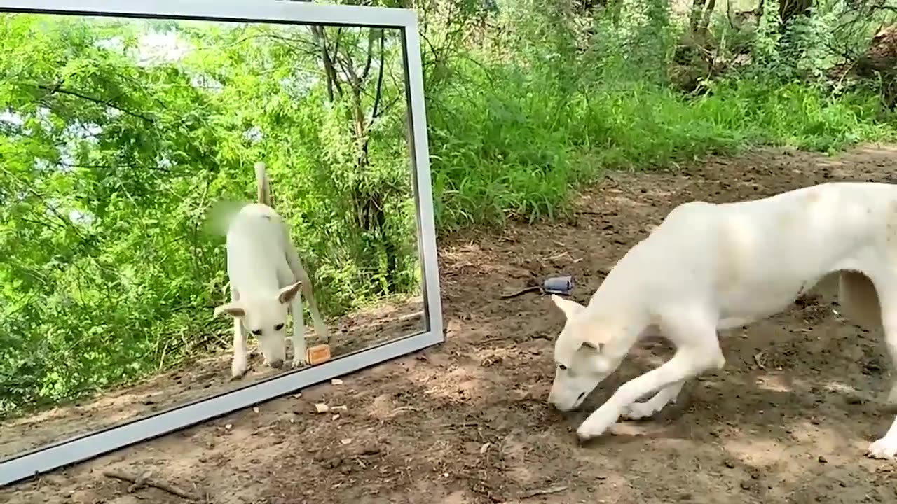 Animals Seeing Themselves For The First Time!