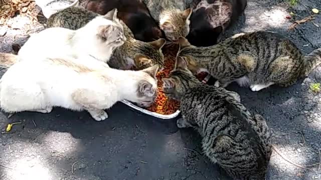 Feral Cats Eating Crunchy Dry Food