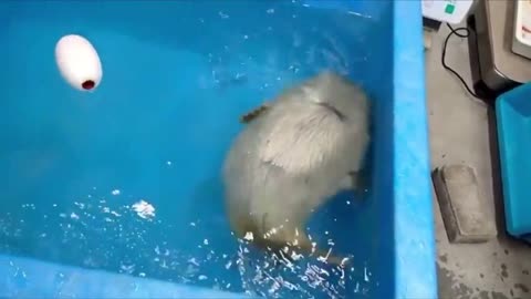 baby seal learning to swim