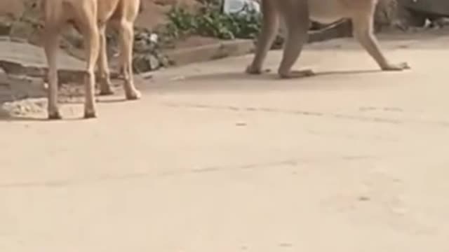 Super Funny Animal Video