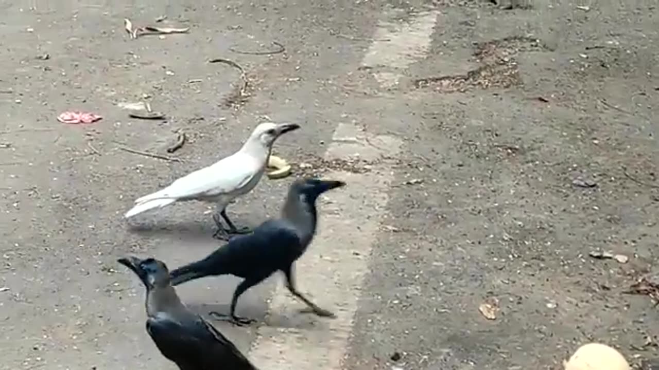 Have You Ever Seen A White Crow #shorts #shortsvideo #video #viral