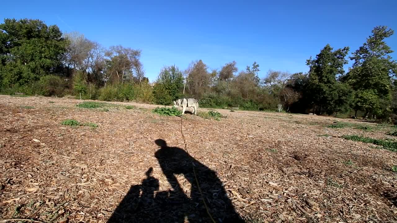 DingDon! Siberian Husky Reacts To Electric Training Collar | Will It Stop Digging??