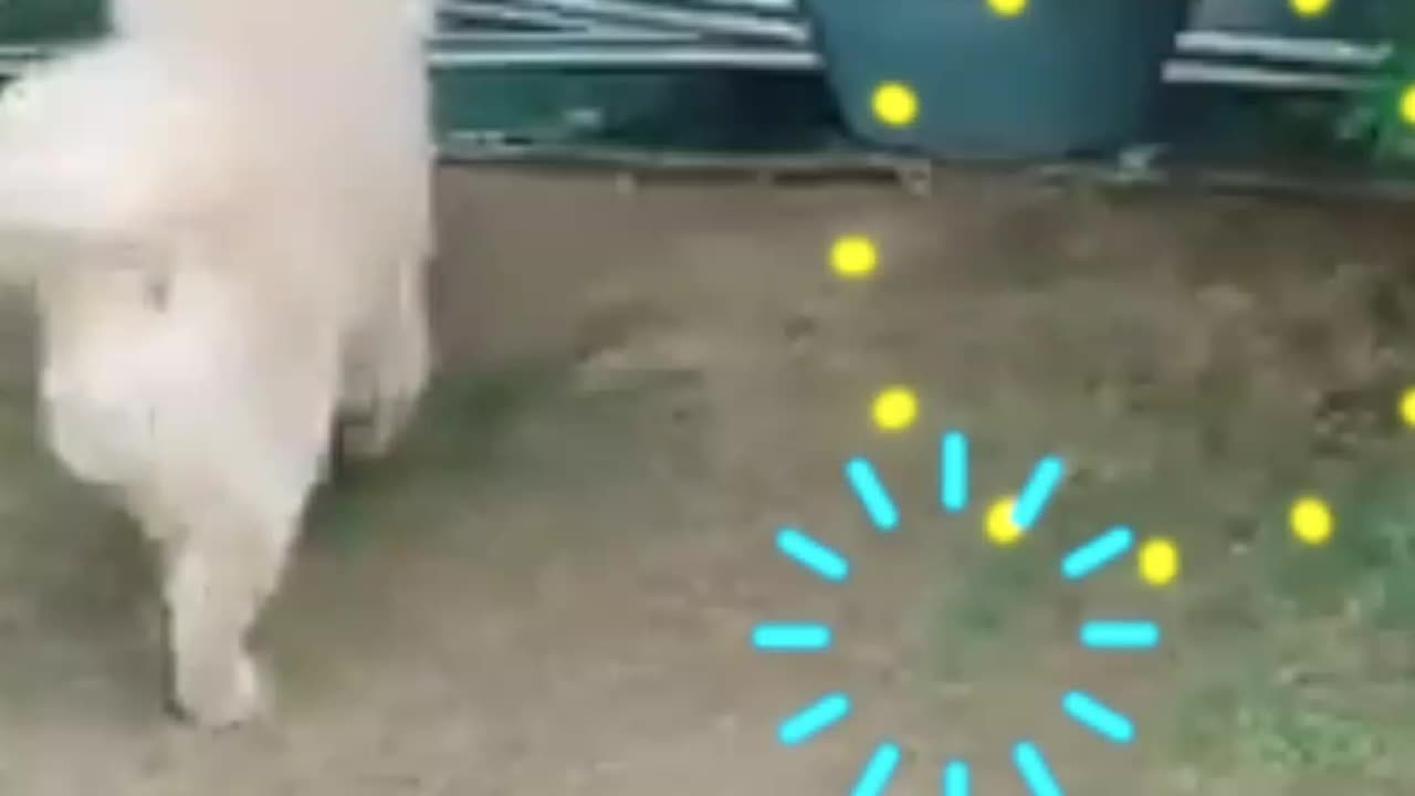 Smart dogππΆπ