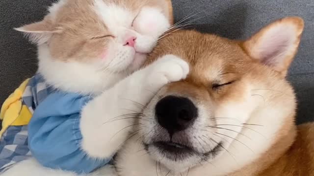 A happy life for dogs and cats