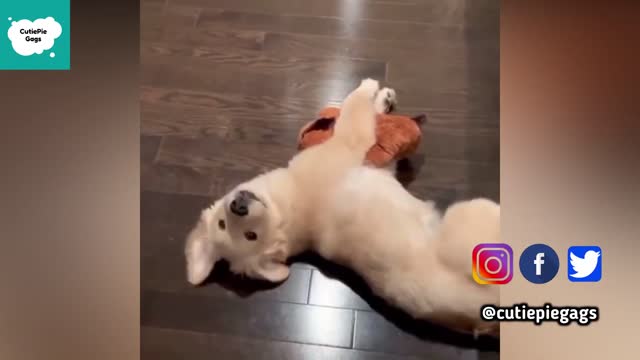 Funny Puppy Videos - Cute and Funny Puppy Videos Compilation