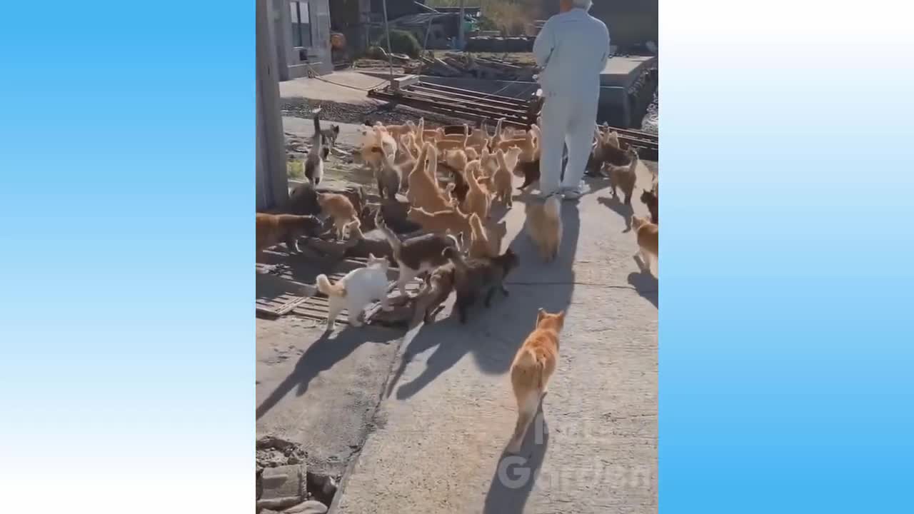 I heart pets 27