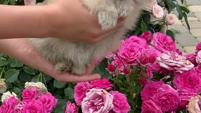 Person Holding a Puppy on the Garden