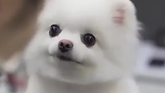 Cute puppy hair cutting video