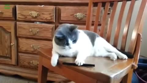Very funny Cats Video Compilation
