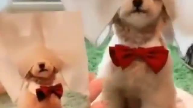 This dog have a education