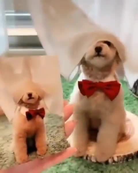 This dog have a education