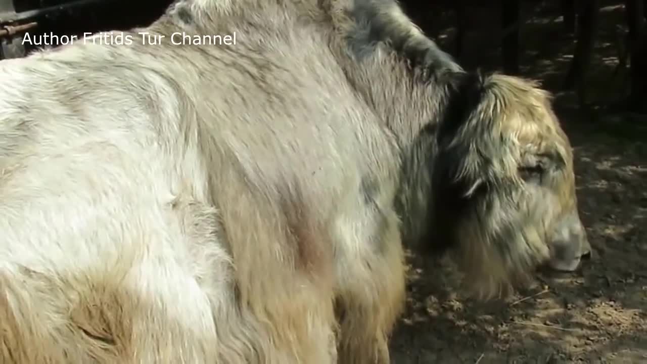 The domestic yak (Bos grunniens)