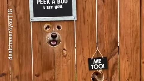 Peek a boo dogs