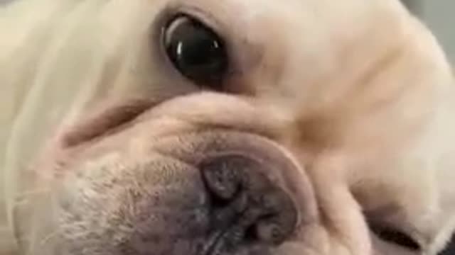 Best dog baby cute funny compilation animals chines dog home
