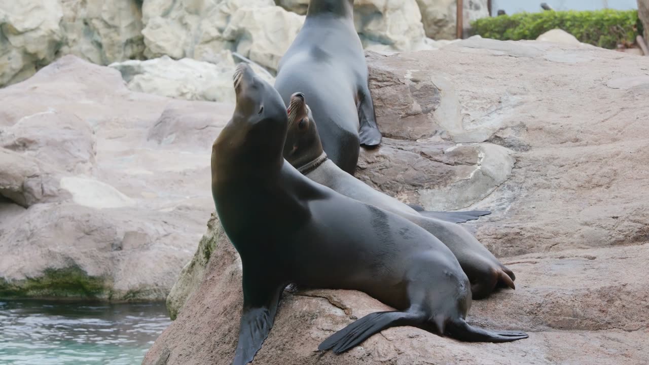 Animal_Sea_Lion