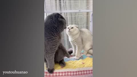 Funny cat video