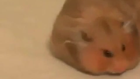hamsters eat like a vacuum