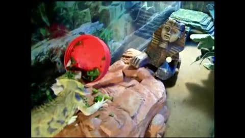 Bearded dragon flips red food dish