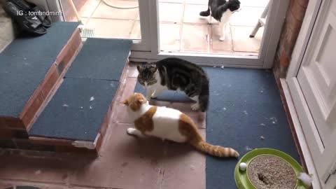 Cat Fight Compilation Video 4K - Tom and Mimi