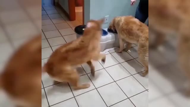 Funny cats and dogs - Try not to laugh (Funny animals compilation 2021)
