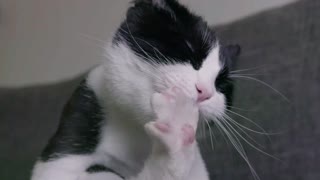 Slow Motion Cat