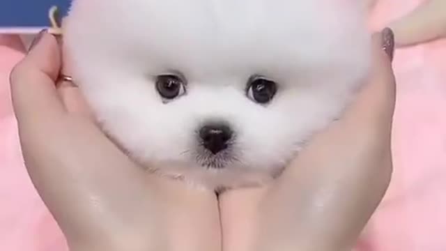 Dog tries to fly away