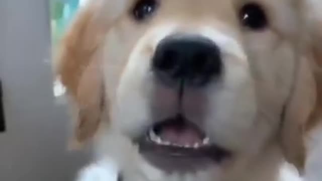 Funniest & Cutest Golden Retriever Puppies #39- Funny Puppy Videos 2022