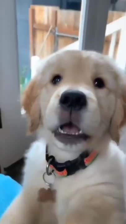 Funniest & Cutest Golden Retriever Puppies #39- Funny Puppy Videos 2022