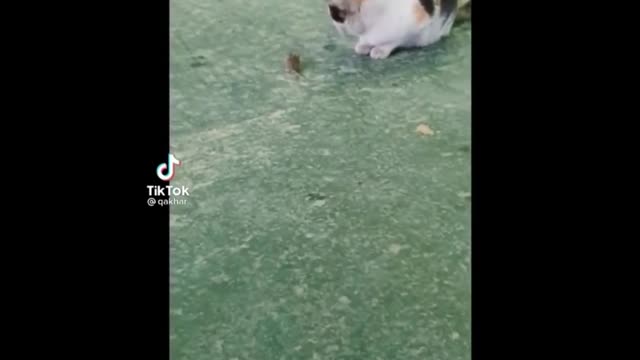 cat vs mouse Funny Animal Videos