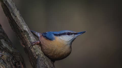 The Nuthatch: Close Up HD Footage (Sitta europaea)