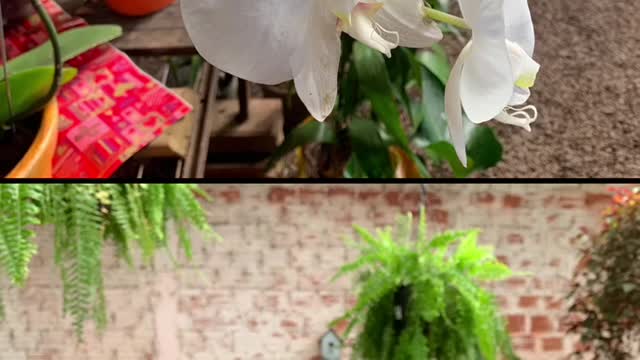 Flowers in Porto Alegre.