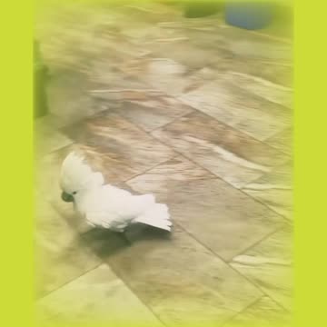 My LOVE MY BIRDS 7 : ALBINO CAKATOO