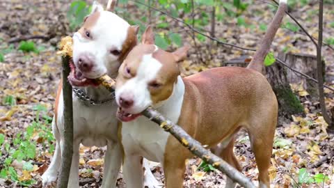 Dogs Playing