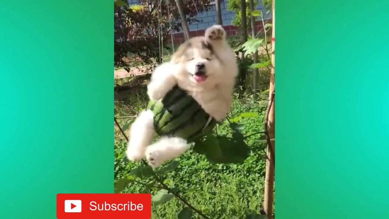 TRY NOT TO LAUGH - Funny Animal videos - Best Of 2020