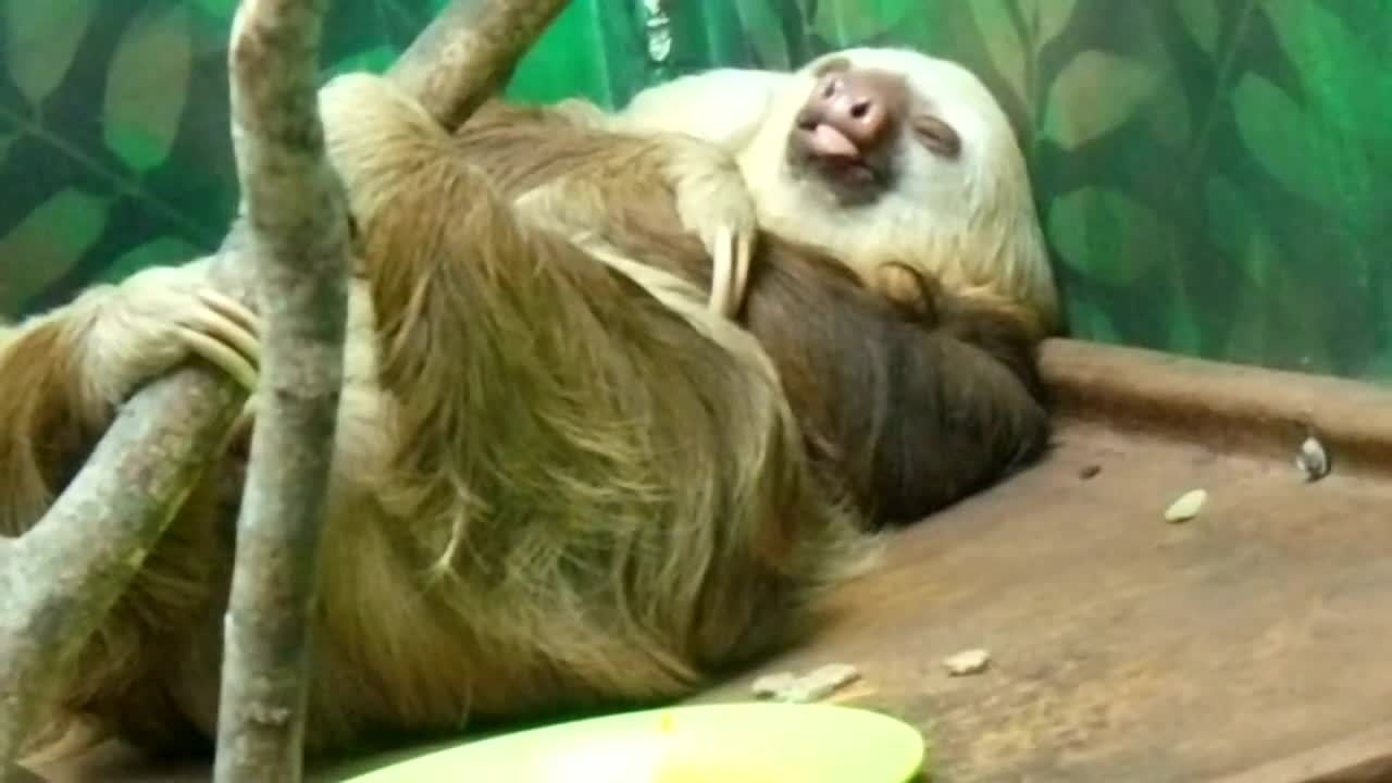 Sleeping sloth