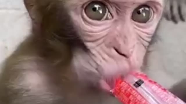 Well, very tasty! The monkey is eating!