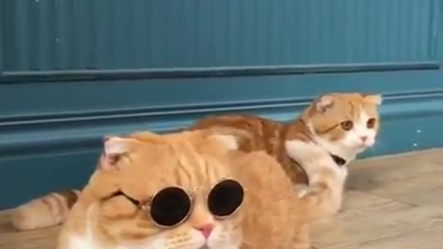 Dark glasses cat- Cute videos 02 🥰🥰