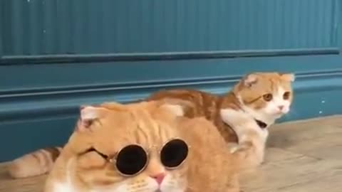 Dark glasses cat- Cute videos 02 🥰🥰