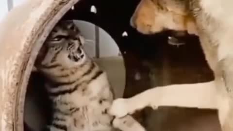 Cat vs dog . very funny video