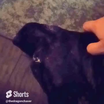 ROCKY'S PUP MASSAGE