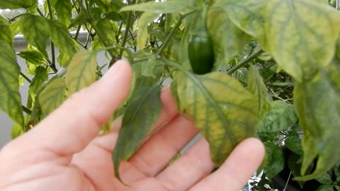 Edible Garden in the Caribbean