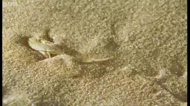 Sand Snake vs Lizard | Wild Africa | BBC Earth