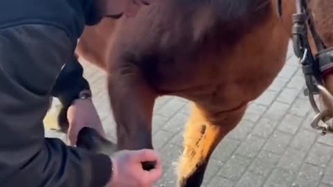 Who knew horse chiropractors were a thing 🤷⁠