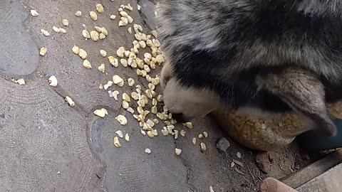 Husky eating corn - featuring cat and rabbit