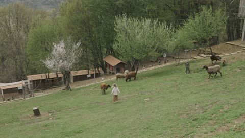 child running on the farm - in the presence of sheep