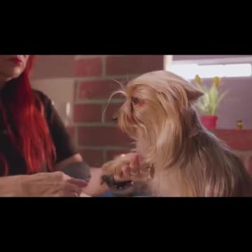 Animals Transformation | Beast Mode | Paws Planet 🐾|#2