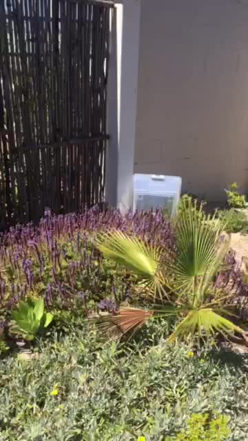 Huge Snake Makes A Run For It