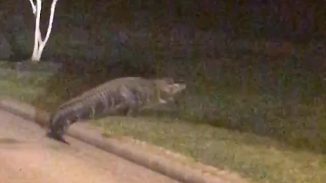 Alligator Walks Through Texas Neighborhood